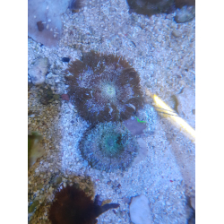 Phymanthus crucifer